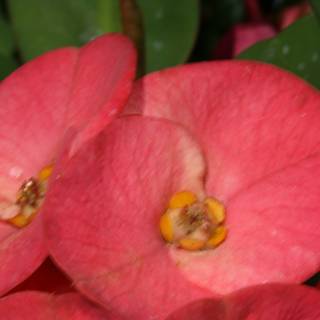 Pink Begonias and Geraniums
