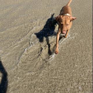 Sand, Sea, and a Sprinting Hound