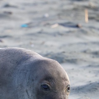 Close-Up Portrait of Elephant Seal Pup at Beach