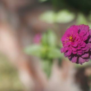 Vibrant Dahlia Blossom