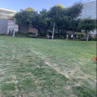 Frisbee Fun in the Grass