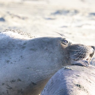 Elephant Seal Pup Resting on Sandy Beach