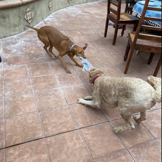 Doggie Playtime on the Flagstone Patio