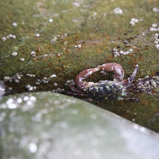 Shore Crab Clings to Algae-Covered Tidal Rock
