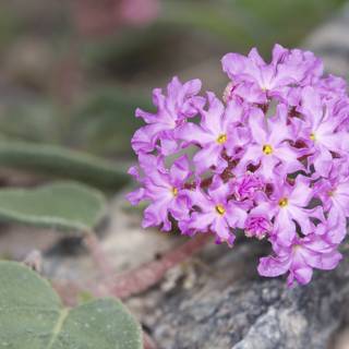 Purple Geranium Flower on a Rock