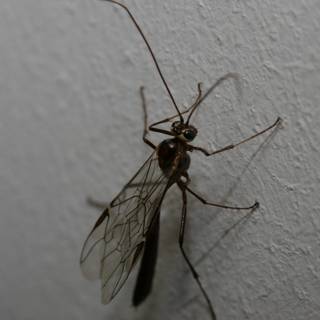 The Long-Legged Wasp on the Wall