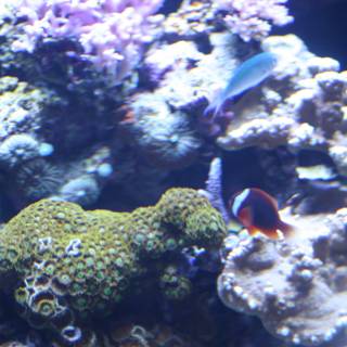 Beautiful Clownfish in a Coral Aquarium