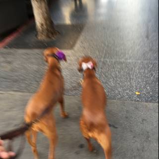 Two Dogs Taking a Stroll in Los Angeles