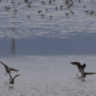 Dance of the Sandpipers