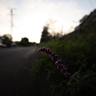 Purple Wildflower at Dusk by the Roadside