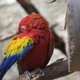 Vibrant Macaw