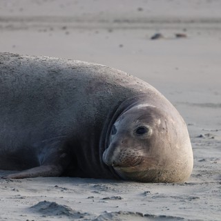 Elephant Seal Resting on Drakes Beach Sand