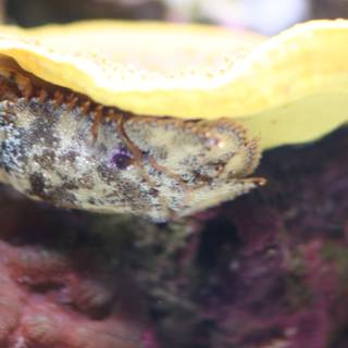 Little Yellow Mushroom in Aquatic Habitat