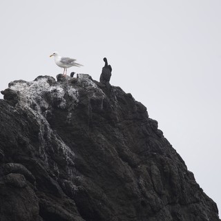 Seagull and Cormorants Perched on Coastal Rocky Pinnacle