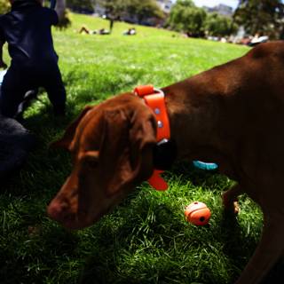 Delores Park Adventure: A Boy and His Dog