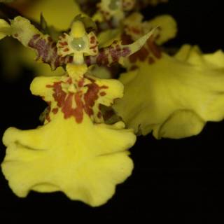 Radiant Yellow Orchid