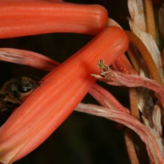 Bee on Red Rhubarb Flower