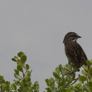 Perched in Serenity