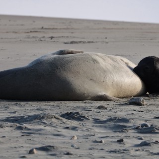 Elephant Seal Molting on Sandy Beach