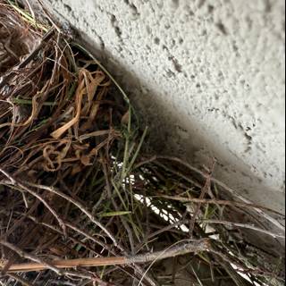 Safe Haven Amongst Twigs