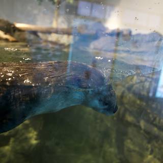 Charming Sea Otter at the Aquarium