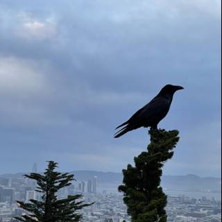 A Crow's View of the City
