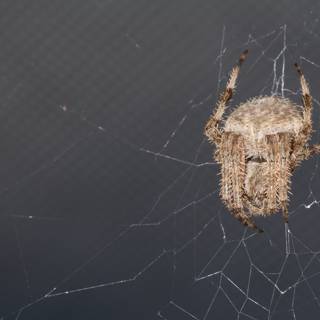 Garden Spider on Its Web