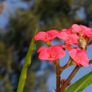 Pink Geranium Flower with Bee