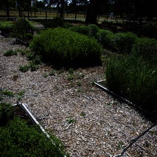 Thriving Garden Oasis in Raised Beds