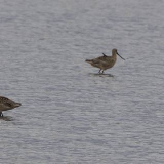 Tranquil Dance of Sandpipers