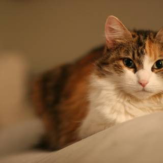 Calico Cat Lounging on Bed