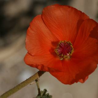 Vibrant Geranium Flower