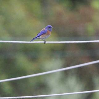 Serenade on a Wire