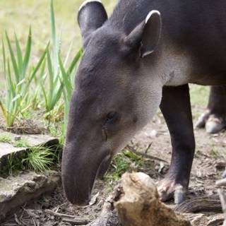 Tapir's Brunch at the SF Zoo