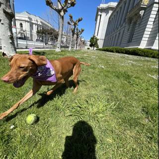 Playful Pup in Front of San Francisco City Hall