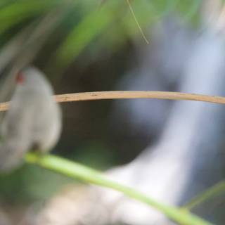 Whispering Wings: Finches in Focus
