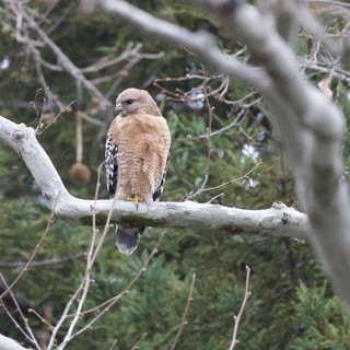 Red-Shouldered Hawk Perched on Bare Winter Branch