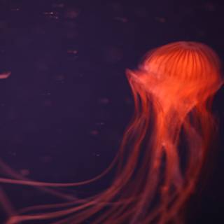 Illuminating Jellyfish