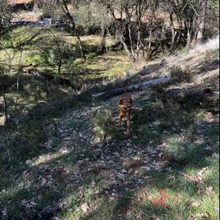 Lone Canine in Sierra National Forest