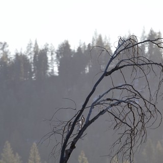 Bare Tree Against Misty Forest Layers in Yosemite