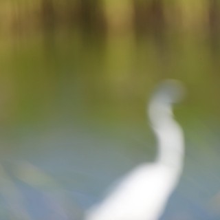 Great Egret Wading Through Wetland Waters at Dusk