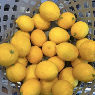 Fresh Lemons in White Plastic Basket