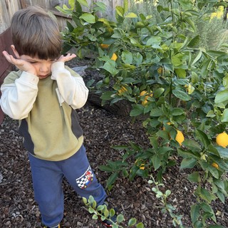 Young Boy Covering Ears in Backyard Citrus Garden