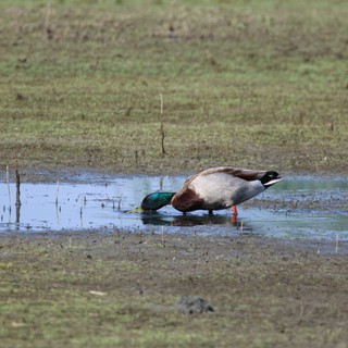Male Mallard Duck Foraging in Shallow Wetland Pool