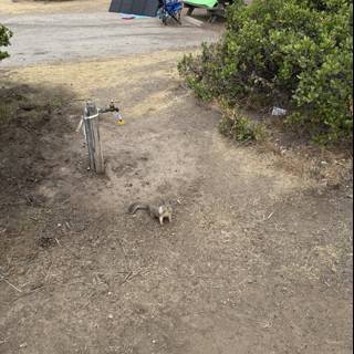 Morning Encounter in Cambria