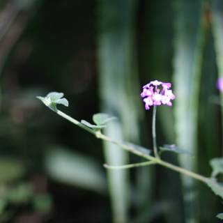 Purple Geranium and Green Foliage