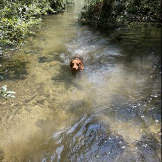 River Rascal: A Canine's Summer Swim