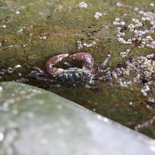 Colorful Shore Crab Clinging to Barnacle-Encrusted Rock