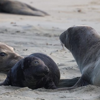 Elephant Seal Pup with Adults at Drakes Beach