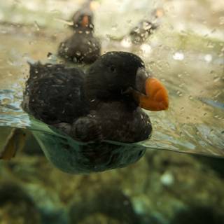 Graceful Aquatic Ballet - Puffin in Action